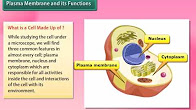 http://study.aisectonline.com/images/Cell Structure and Function.jpg